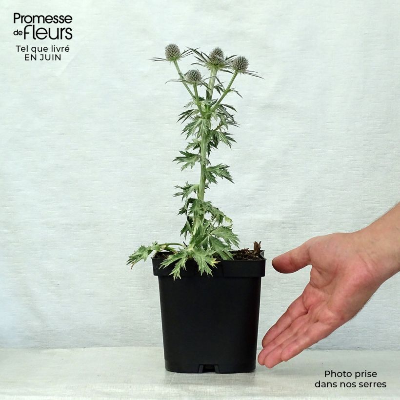 Eryngium zabelii Big Blue 2L/3L pot sample as delivered in summer