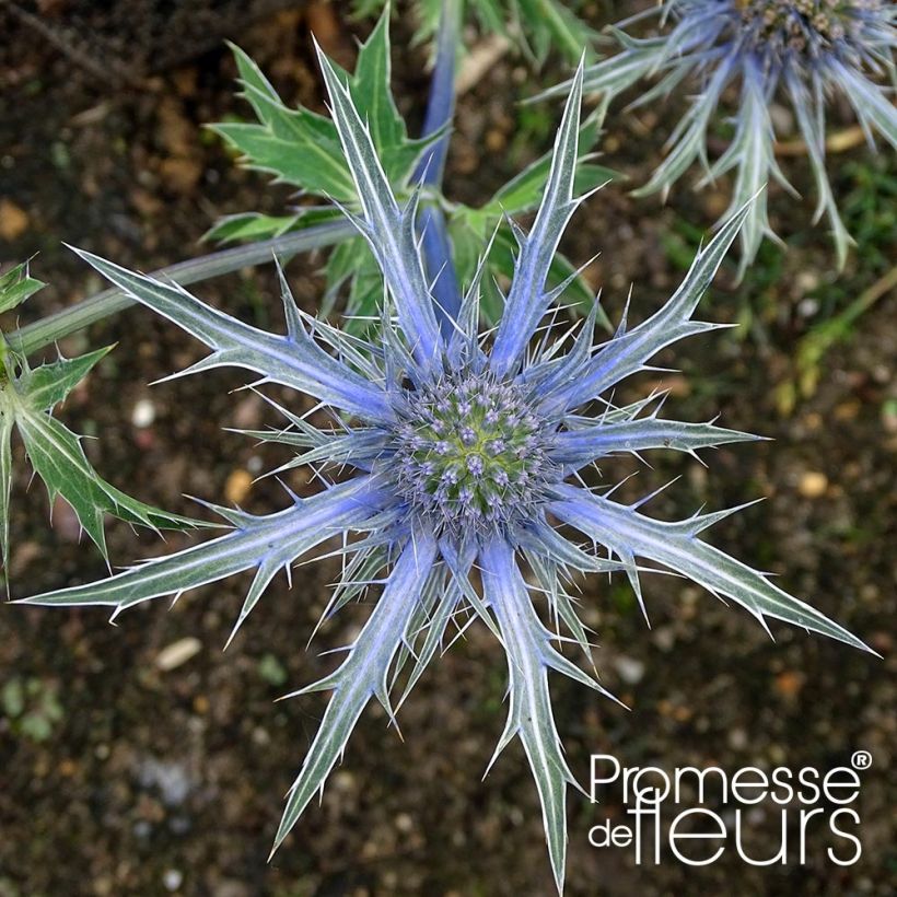 Eryngium zabelii Violetta (Flowering)