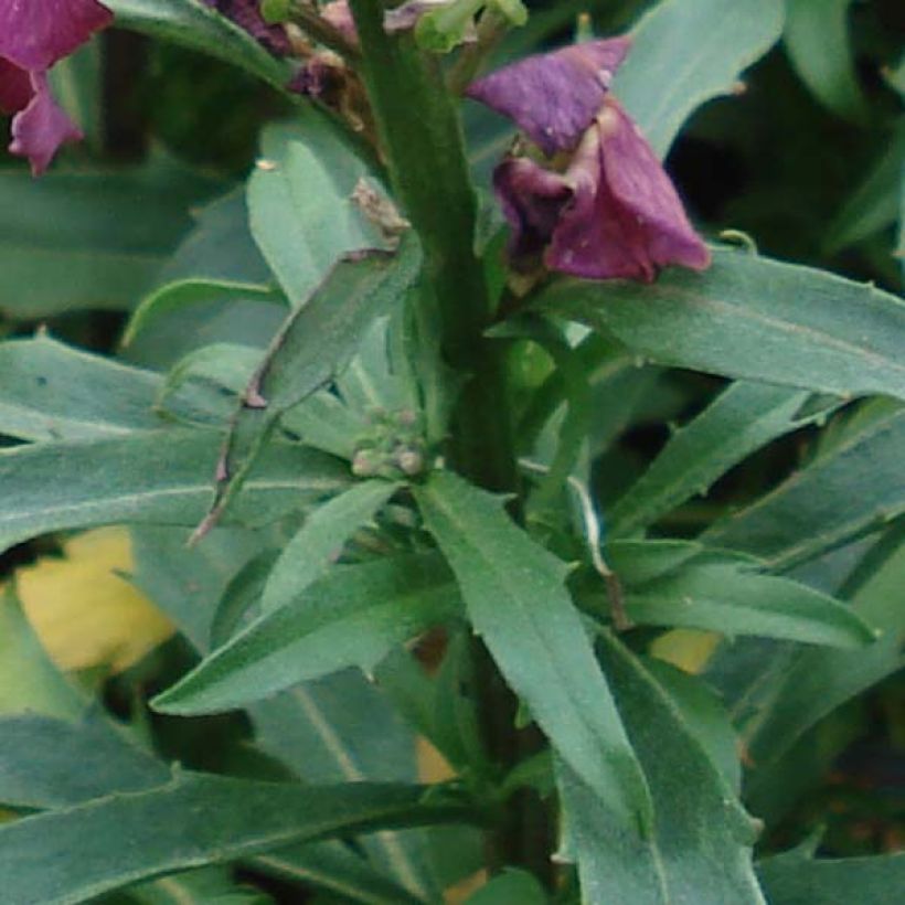 Erysimum Constant Cheer - Wallflower (Foliage)