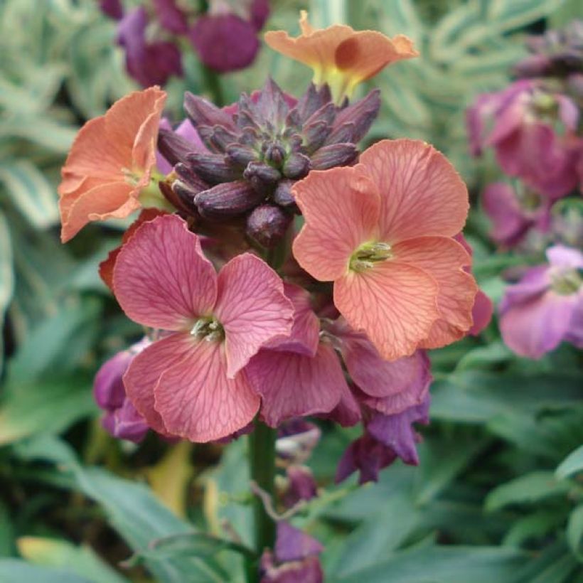 Erysimum Constant Cheer - Wallflower (Flowering)