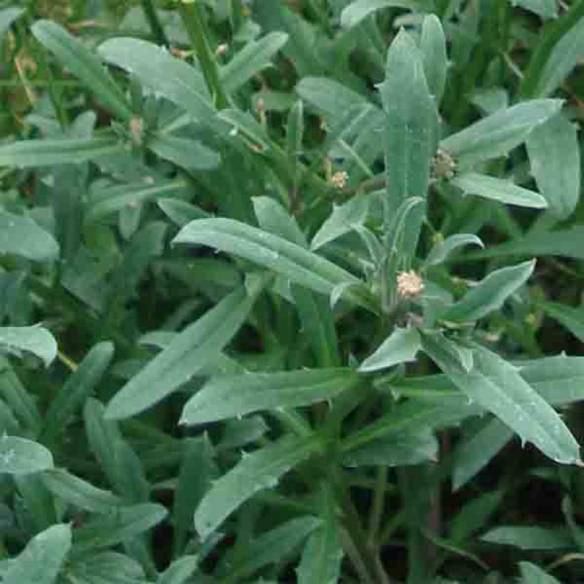 Erysimum Jubilee Gold - Wallflower (Foliage)