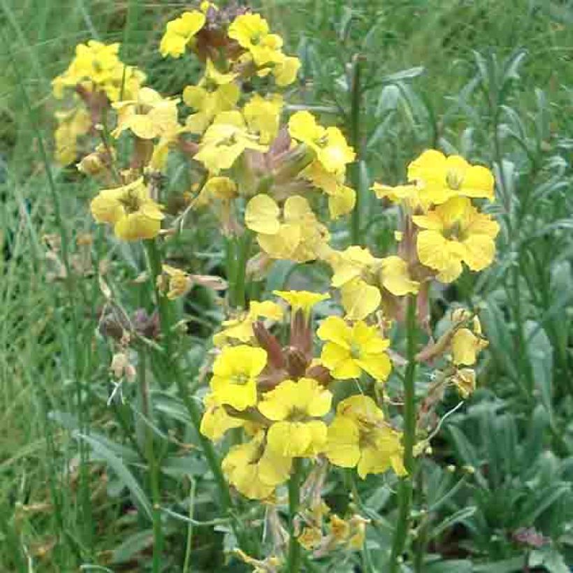 Erysimum Jubilee Gold - Wallflower (Flowering)