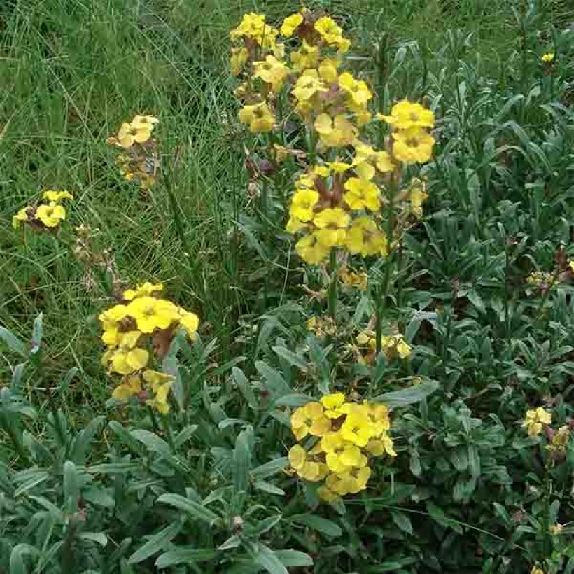 Erysimum Jubilee Gold - Wallflower (Plant habit)