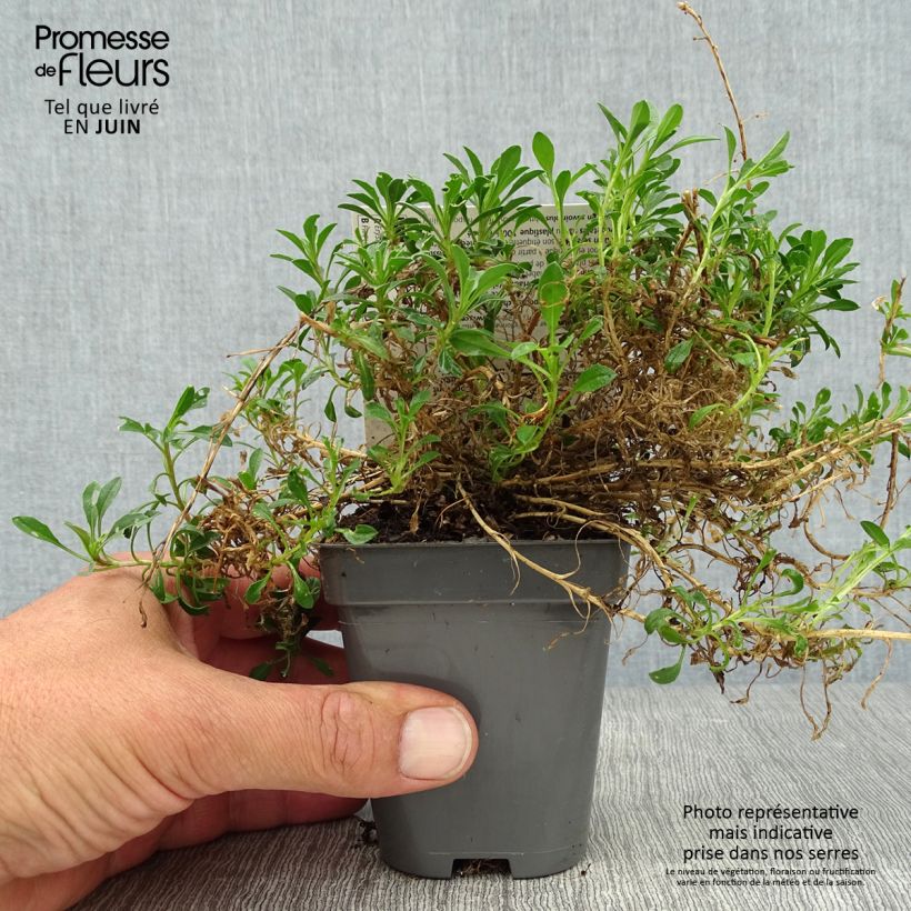 Erysimum Jubilee Gold - Wallflower 8/9 cm pot sample as delivered in summer