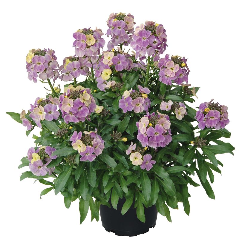 Erysimum Winter Romance - Wallflower (Plant habit)