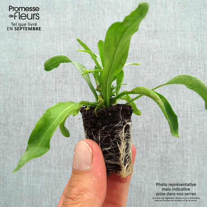 Erysimum Winter Spice - Wallflower Plug plant 3/4cm sample as delivered in autumn