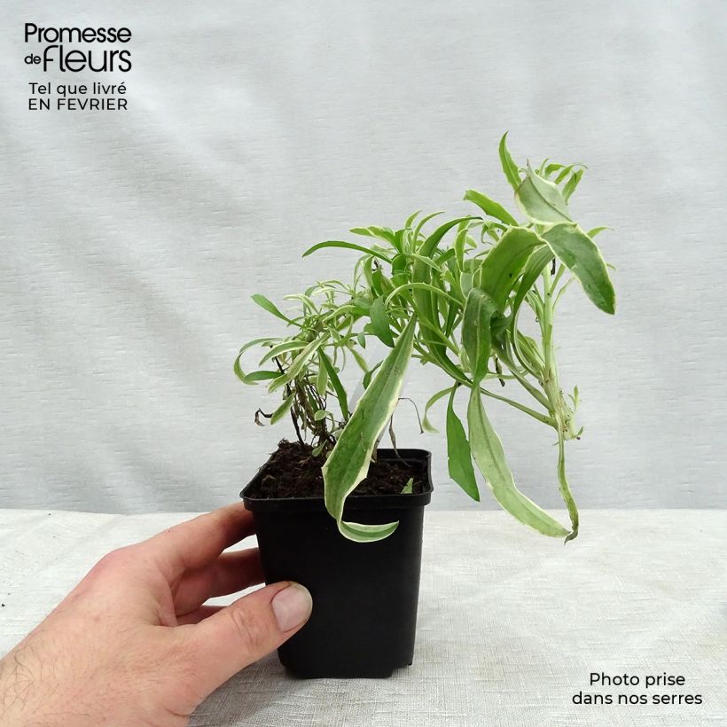 Erysimum linifolium Variegatum - Wallflower 8/9 cm pot sample as delivered in winter