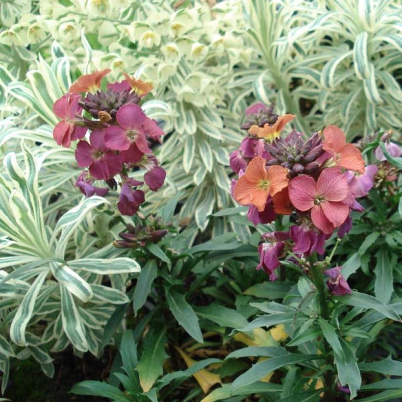 Erysimum Constant Cheer - Wallflower (Plant habit)