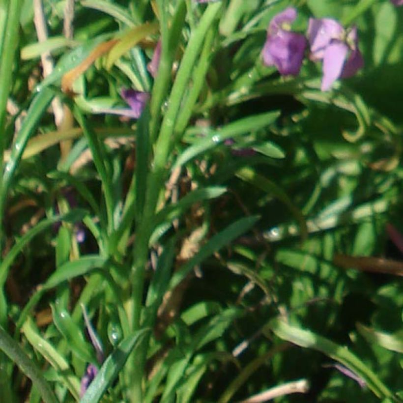 Erysimum Jenny Brook - Wallflower (Foliage)