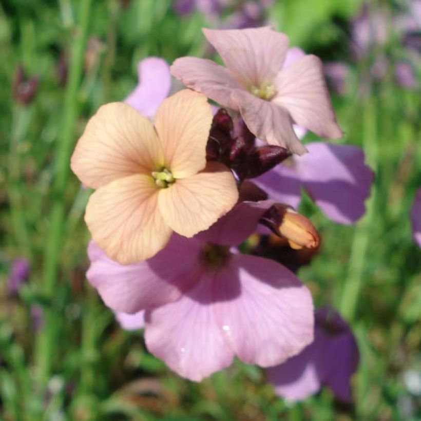Erysimum Jenny Brook - Wallflower (Flowering)