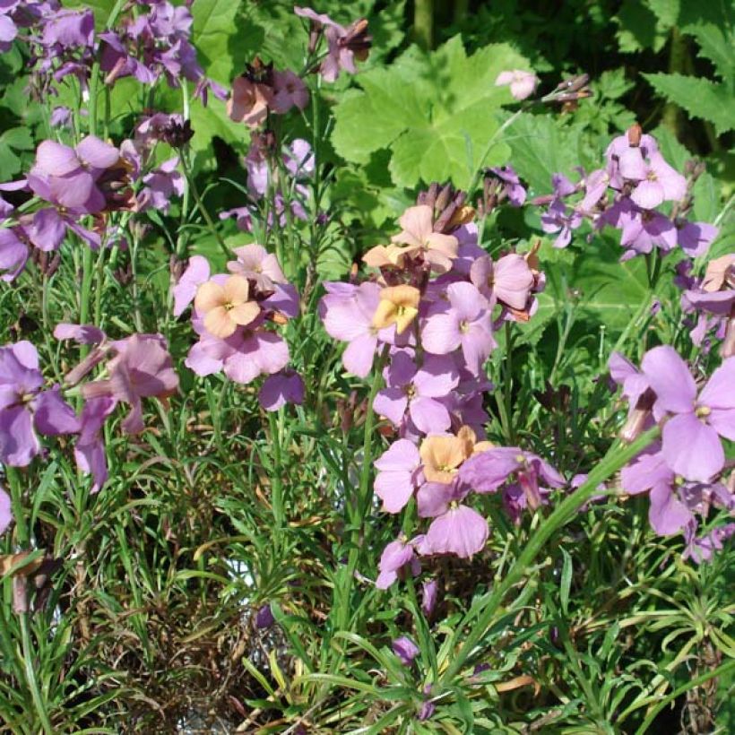 Erysimum Jenny Brook - Wallflower (Plant habit)