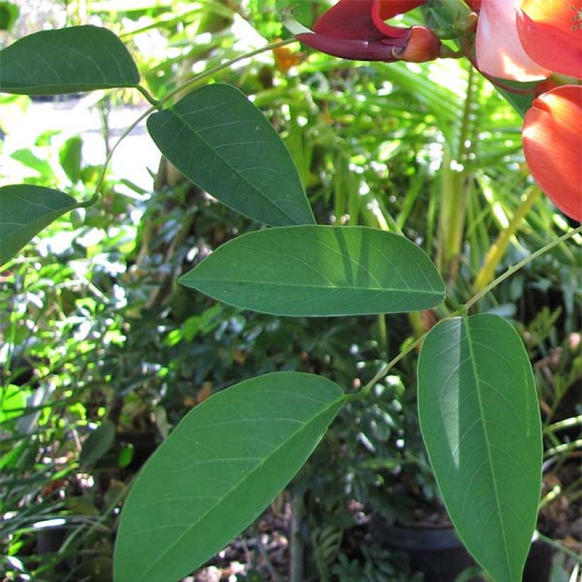 Erythrina crista-galli - Cockspur Coral Tree (Foliage)