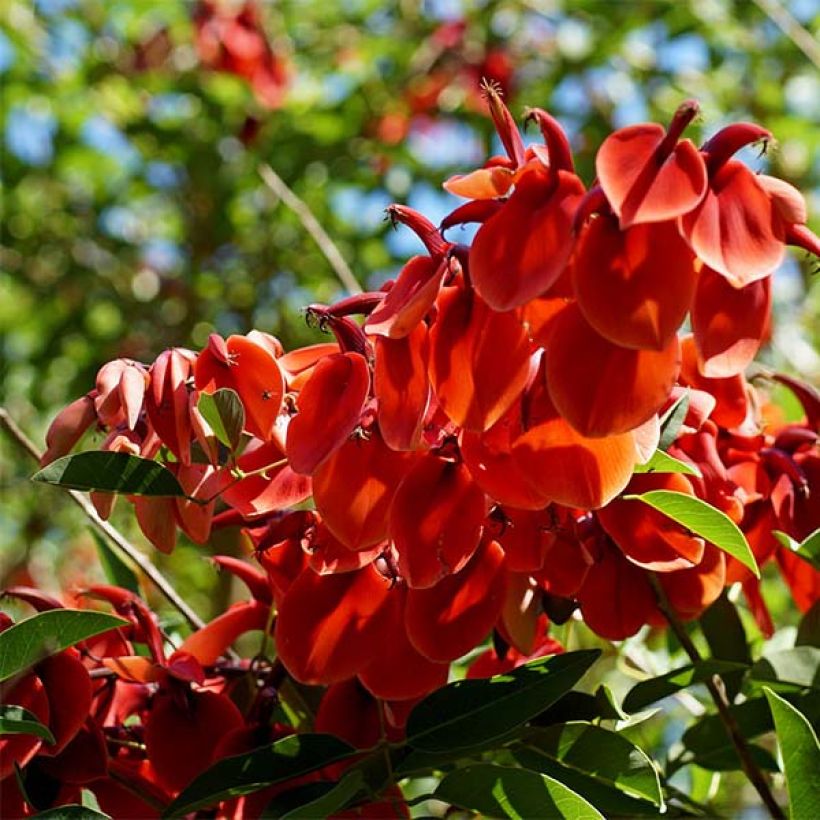 Erythrina crista-galli - Cockspur Coral Tree (Flowering)