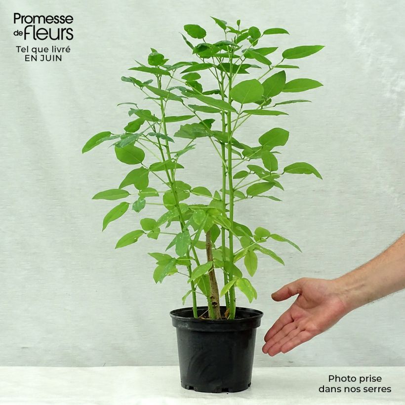 Erythrina crista-galli - Cockspur Coral Tree 2L/3L pot sample as delivered in summer