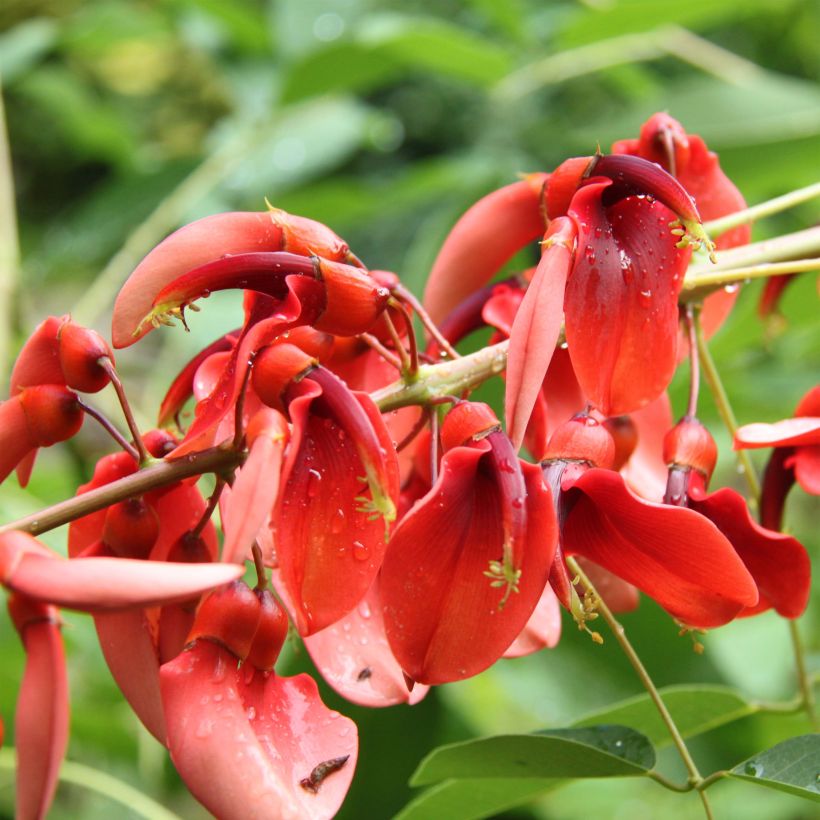 Erythrina crista-galli Compacta - Cockspur Coral Tree (Flowering)