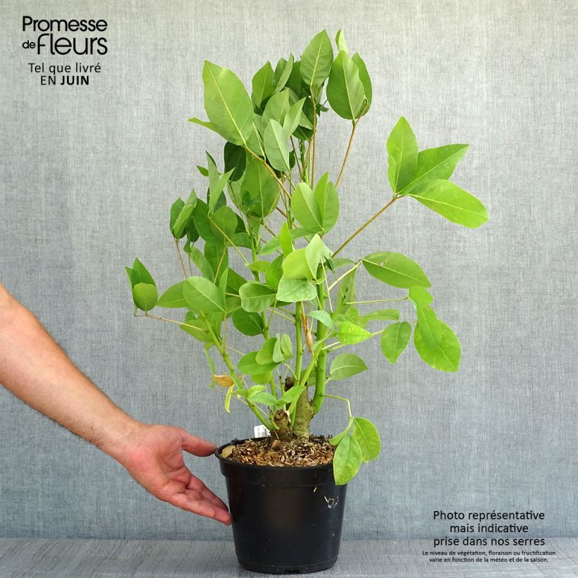Erythrina crista-galli Compacta - Cockspur Coral Tree 2L/3L pot sample as delivered in summer