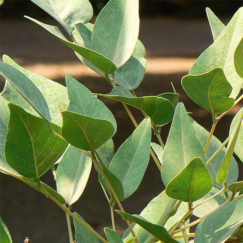 Erythrina x bidwillii - Coral Tree (Foliage)