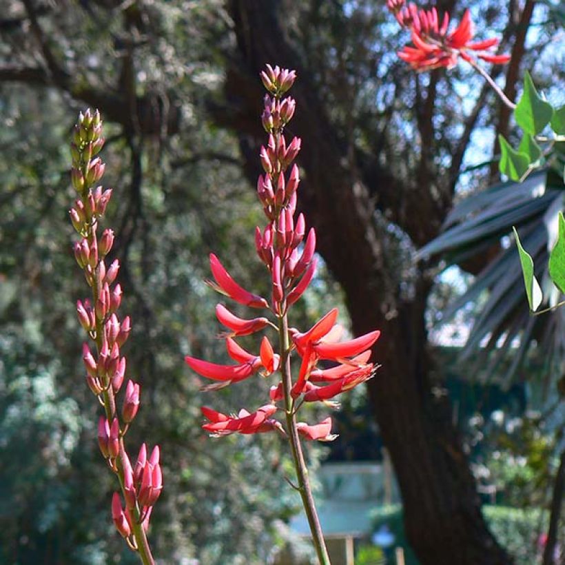Erythrina x bidwillii - Coral Tree (Flowering)