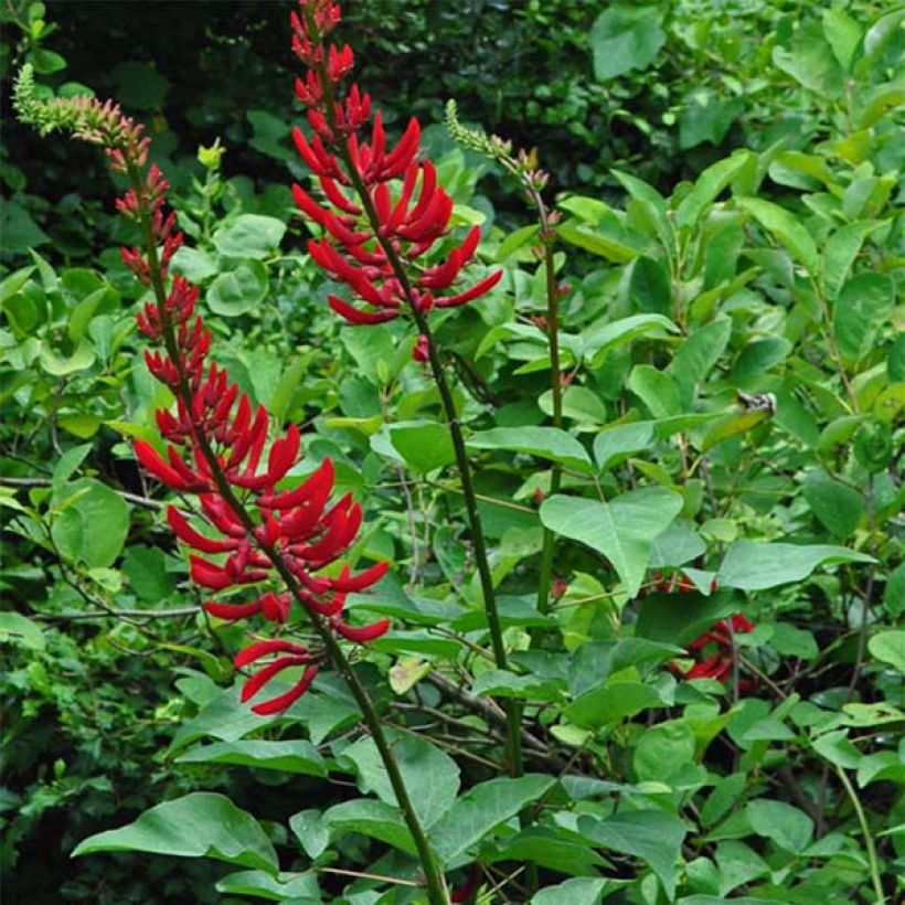 Erythrina x bidwillii - Coral Tree (Plant habit)