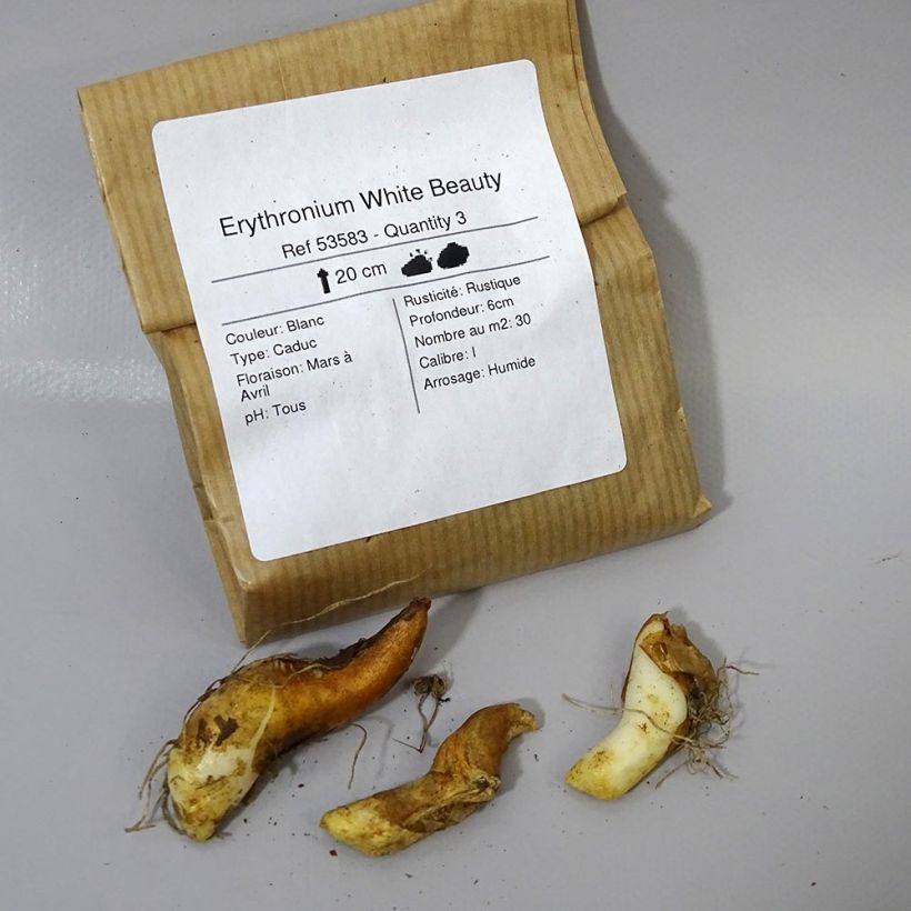 Example of Erythronium White Beauty Bulb size I specimen as delivered