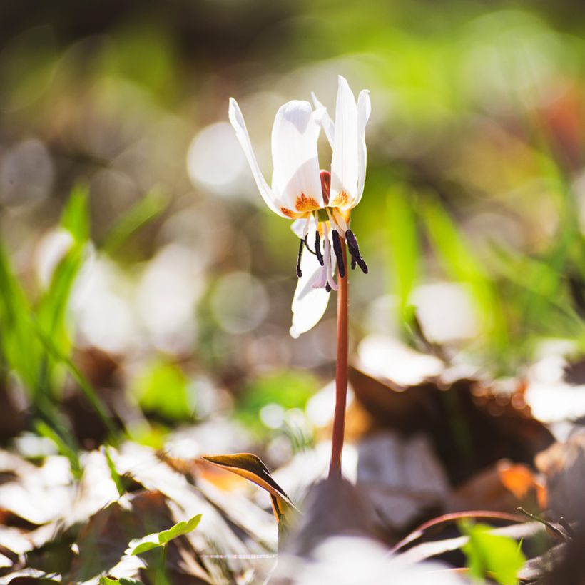 Erythronium White Beauty (Plant habit)