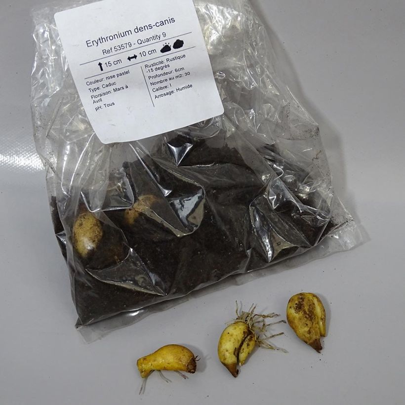 Example of Erythronium dens-canis Bulb size I specimen as delivered