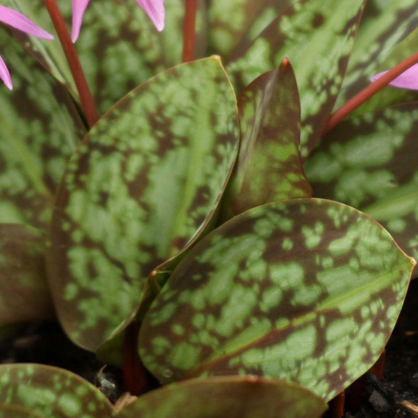 Erythronium dens-canis Purple King (Foliage)