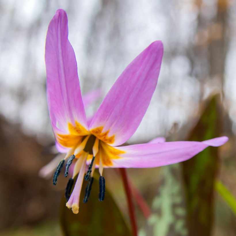 Erythronium dens-canis Purple King (Flowering)