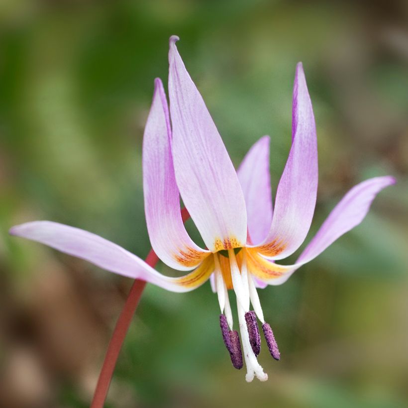 Erythronium dens-canis (Flowering)