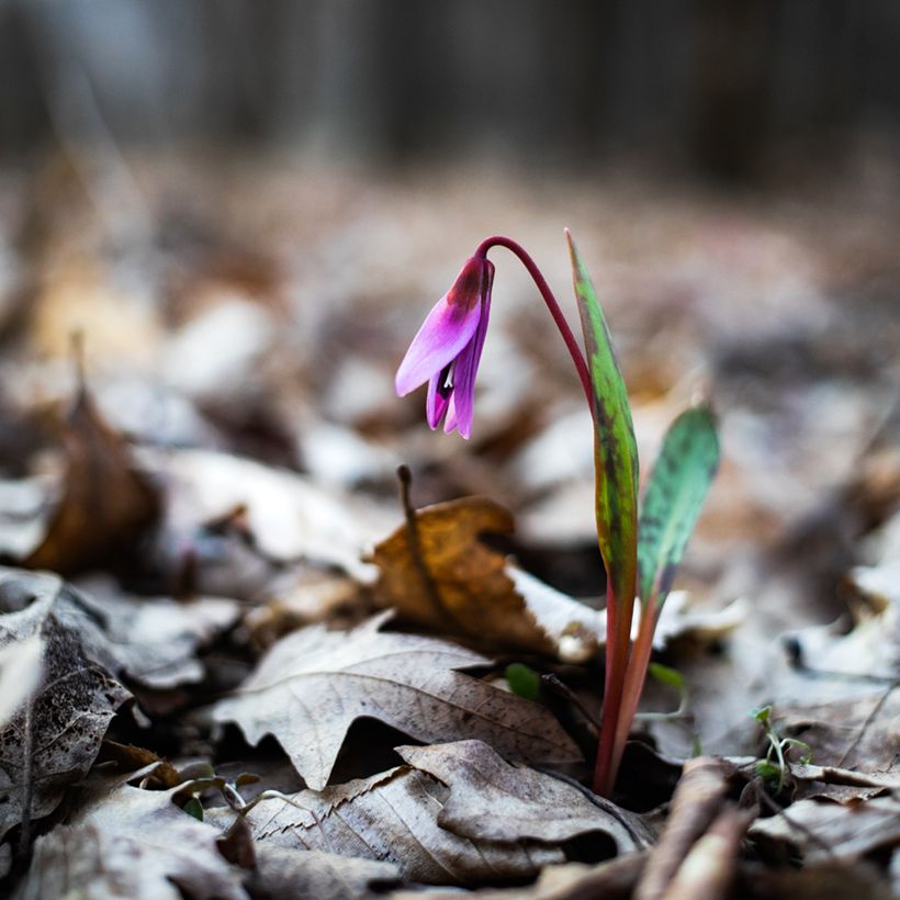 Erythronium dens-canis (Plant habit)