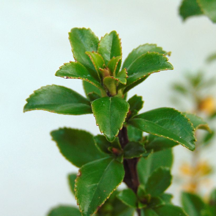 Escallonia virgata Apple Blossom (Foliage)