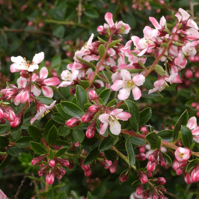 Escallonia virgata Apple Blossom (Flowering)