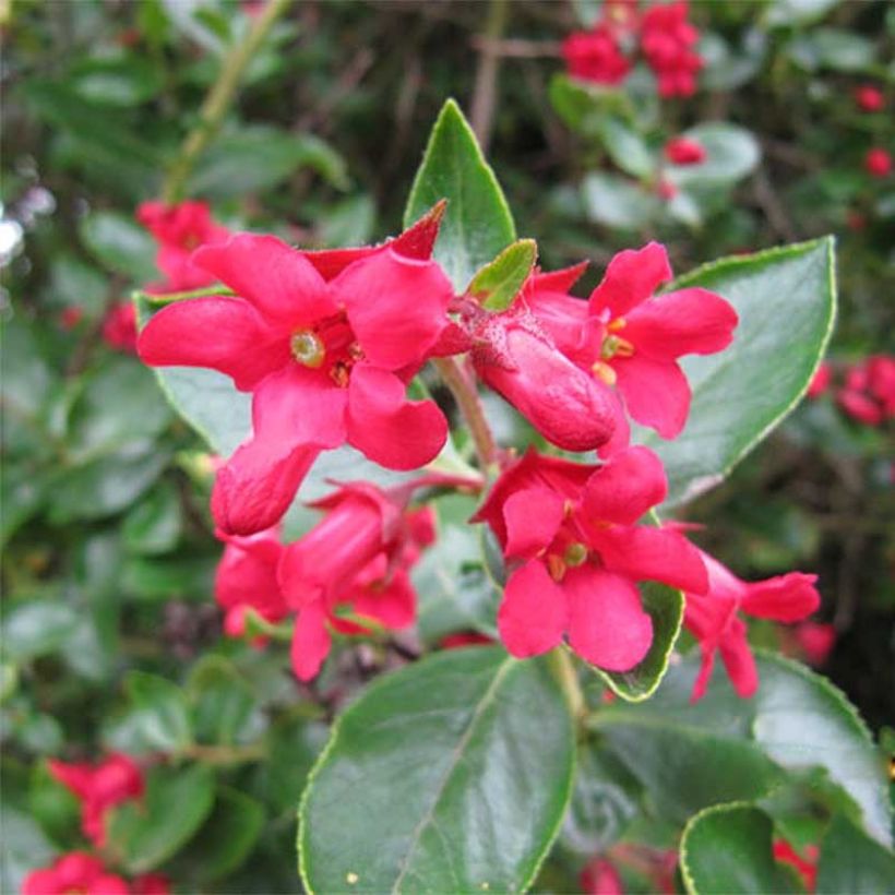 Escallonia C.F. Ball (Flowering)