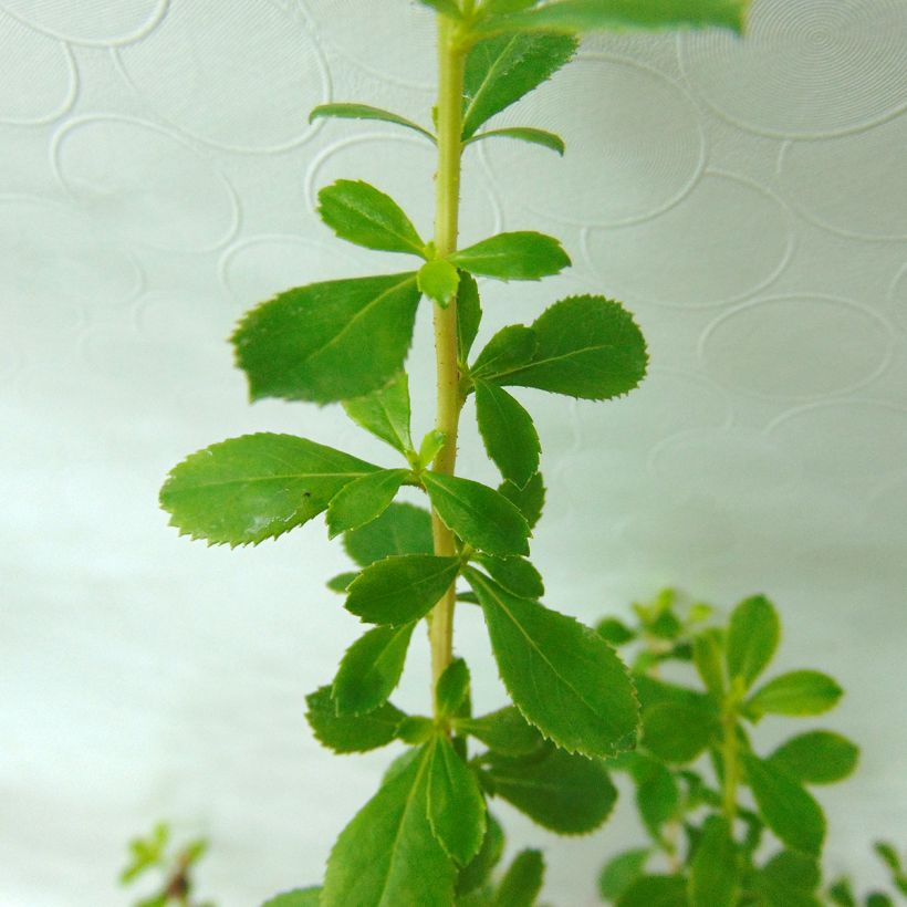 Escallonia Darts Rosy Red (Foliage)