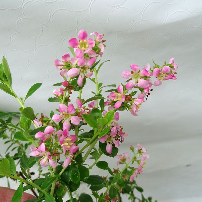 Escallonia Darts Rosy Red (Flowering)