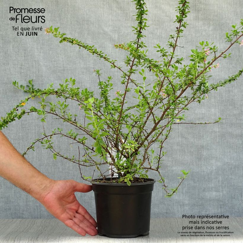 Escallonia Darts Rosy Red 2L/3L pot sample as delivered in summer