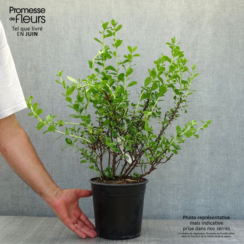 Escallonia Donard Radiance 3L/4L pot sample as delivered in summer