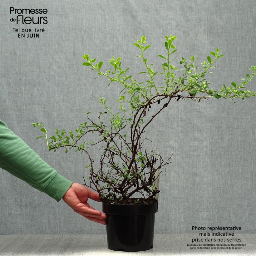 Escallonia Donard Seedling 1L/1.5L pot sample as delivered in summer