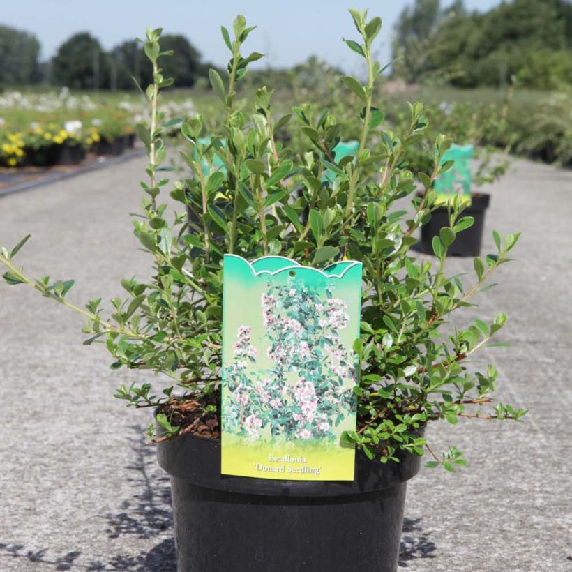 Escallonia Donard Seedling (Plant habit)