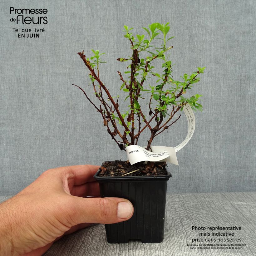 Escallonia Donard Seedling 8/9 cm pot sample as delivered in summer