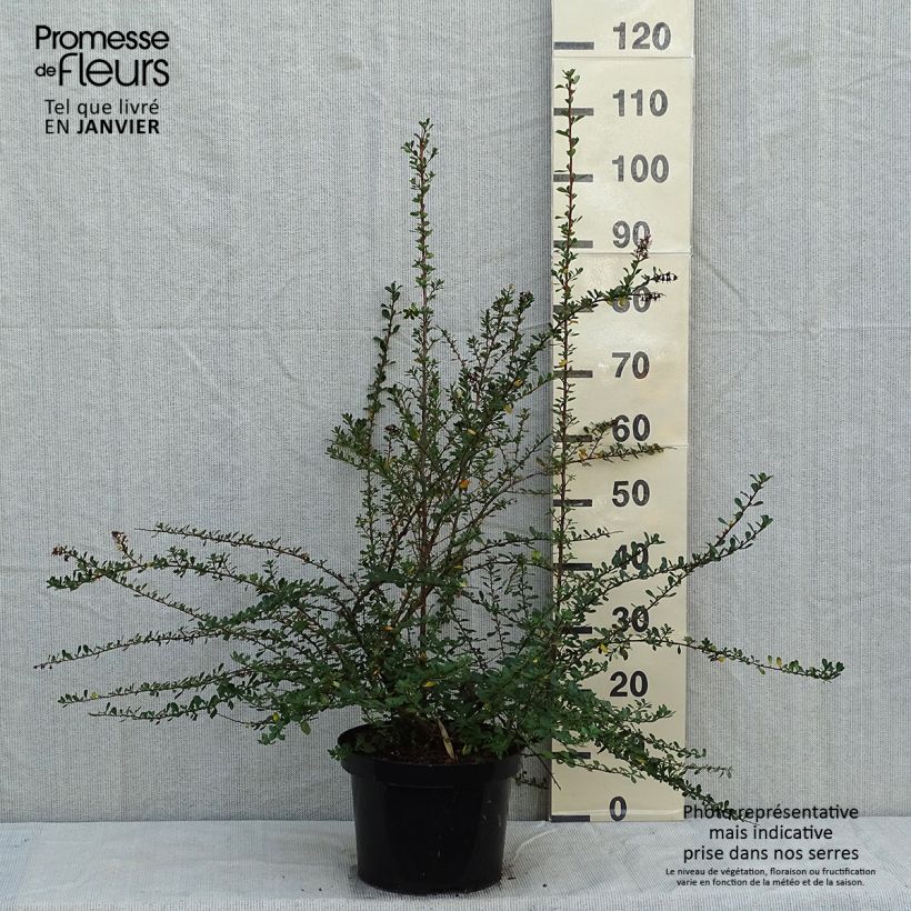 Escallonia Donard Seedling 7.5L/10L pot sample as delivered in winter
