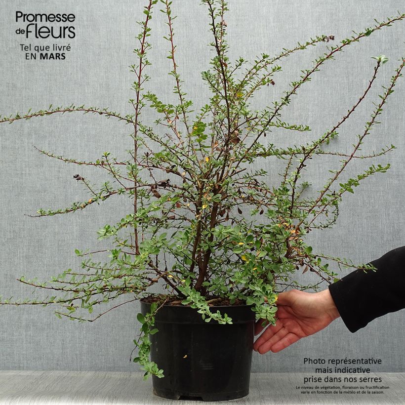 Escallonia Donard Seedling 7.5L/10L pot sample as delivered in spring