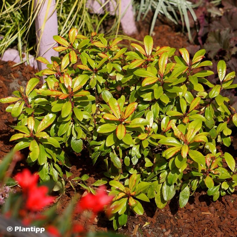 Escallonia Glowing Embers (Plant habit)