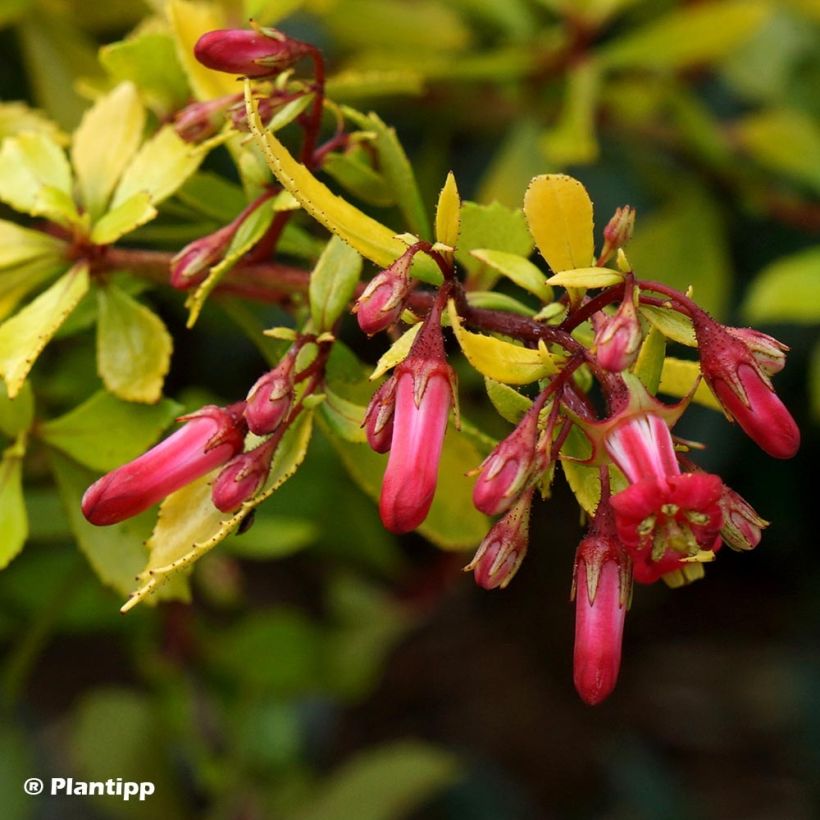 Escallonia Golden Carpet (Flowering)