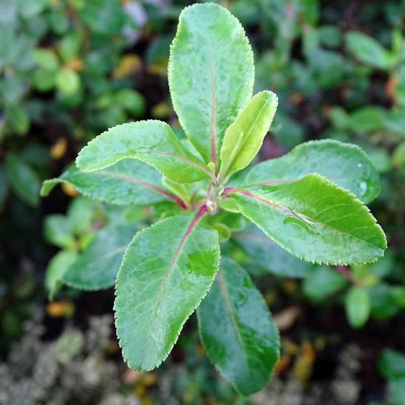 Escallonia Iveyi (Foliage)