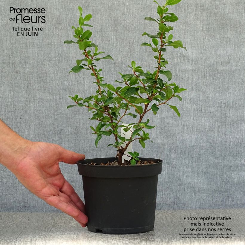 Escallonia Iveyi 2L/3L pot sample as delivered in summer