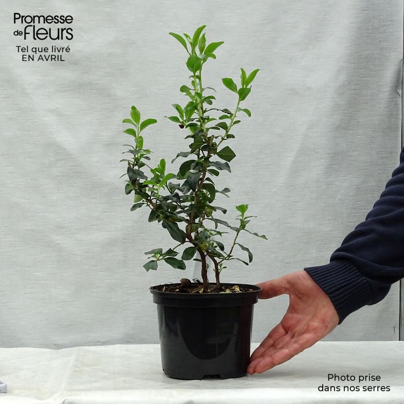 Escallonia Iveyi sample as delivered in spring
