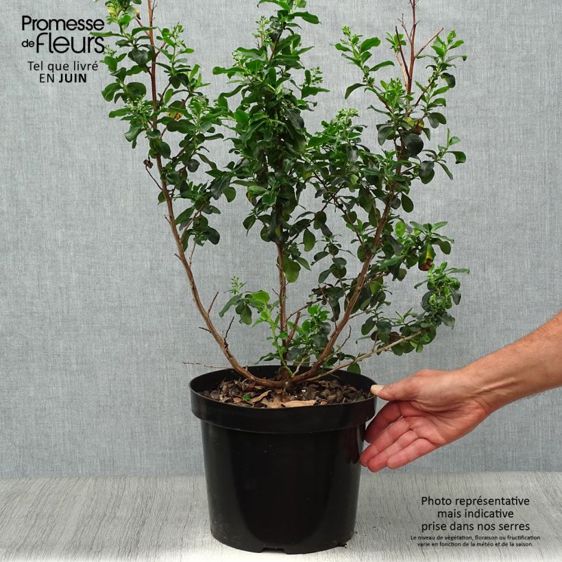 Escallonia Iveyi 7.5L/10L pot sample as delivered in summer