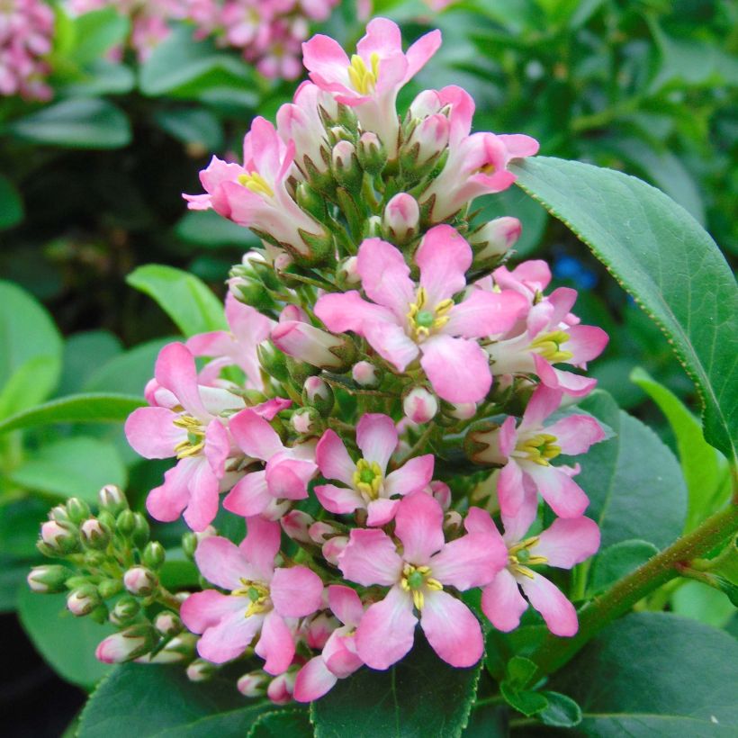 Escallonia laevis Pink Elle (Flowering)