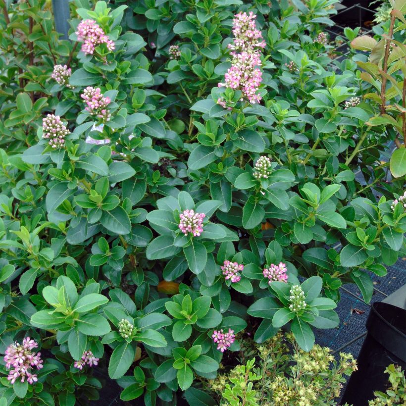 Escallonia laevis Pink Elle (Plant habit)